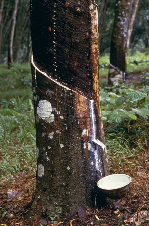 Region agrees on new standards for rubber