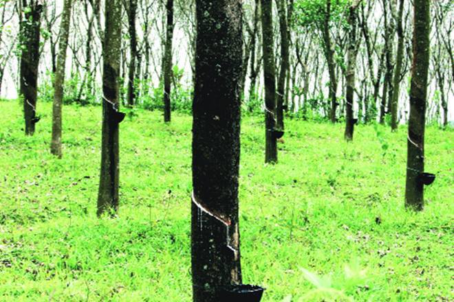 India: Board punctures tyre companies’ rubber import plea