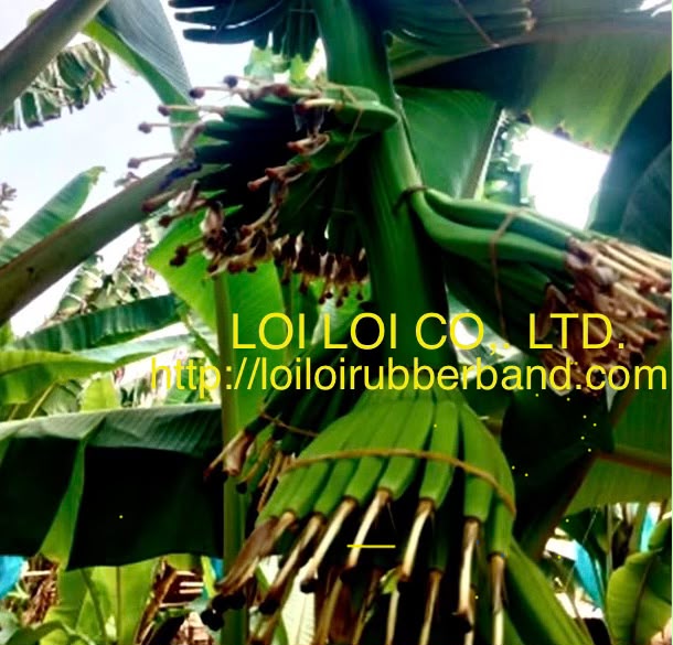 About Loi Loi
