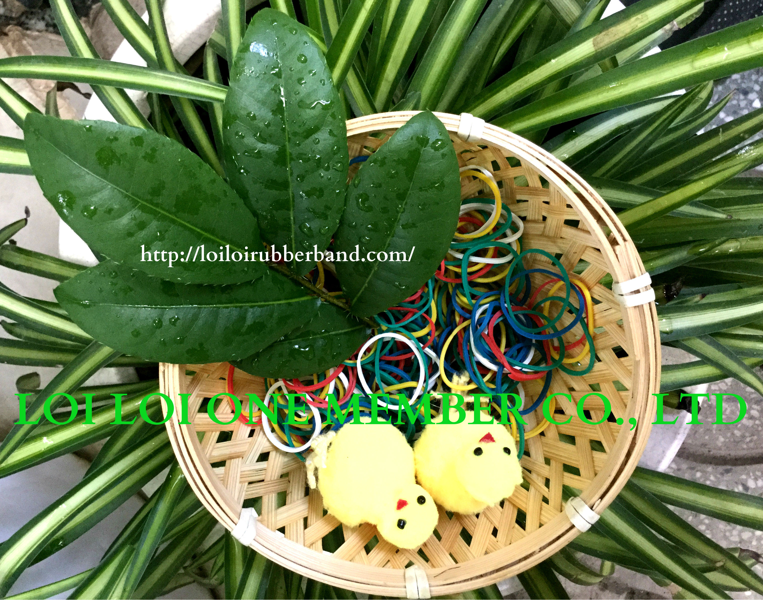 Custom package small Natural rubber band Assorted Color from Supplier